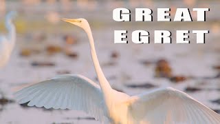 Great Egret bird with a huge wound by Wildlife World 2,621 views 11 months ago 3 minutes, 56 seconds