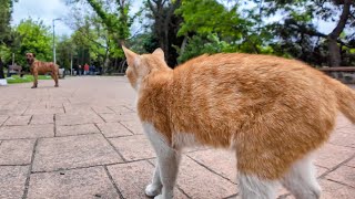 A cat in the park encounters a large dog while walking and freezes