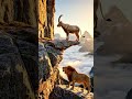 MOUNTAIN GOAT CLIMBING SKILL || #wildlife #mountaingoat #animals
