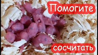 Родились хомячки