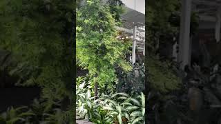 DEVONIAN GARDENS CALGARY