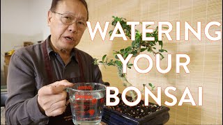 Bonsai For Beginners Ep 1: "Did I overwater my bonsai?"