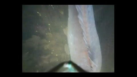 FishSpy Fish Footage Compliation - December 2016.