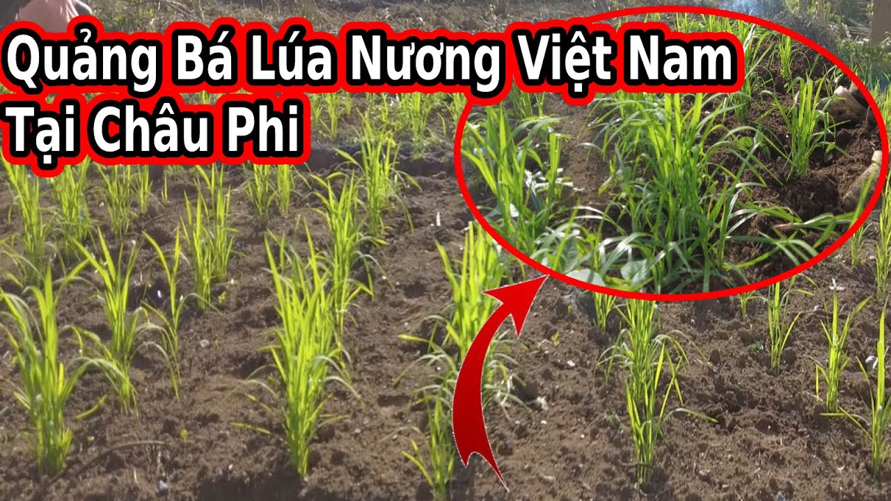 Tập 59: Hướng dẫn người dân Châu Phi chăm sóc cây Lúa Việt Nam||@2Q Vlogs – Cuộc Sống Châu Phi