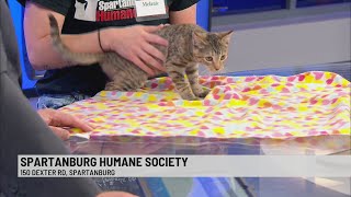 Pet of the Week: Tina