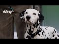 The Puppies come back Home – 101 Dalmatians (HD Movie Clip)