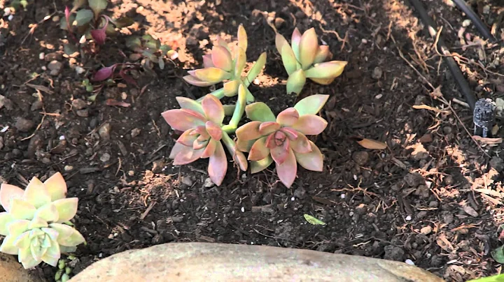 How to Plant Succulents in the Garden : Gardening With Flowers &amp; Succulents