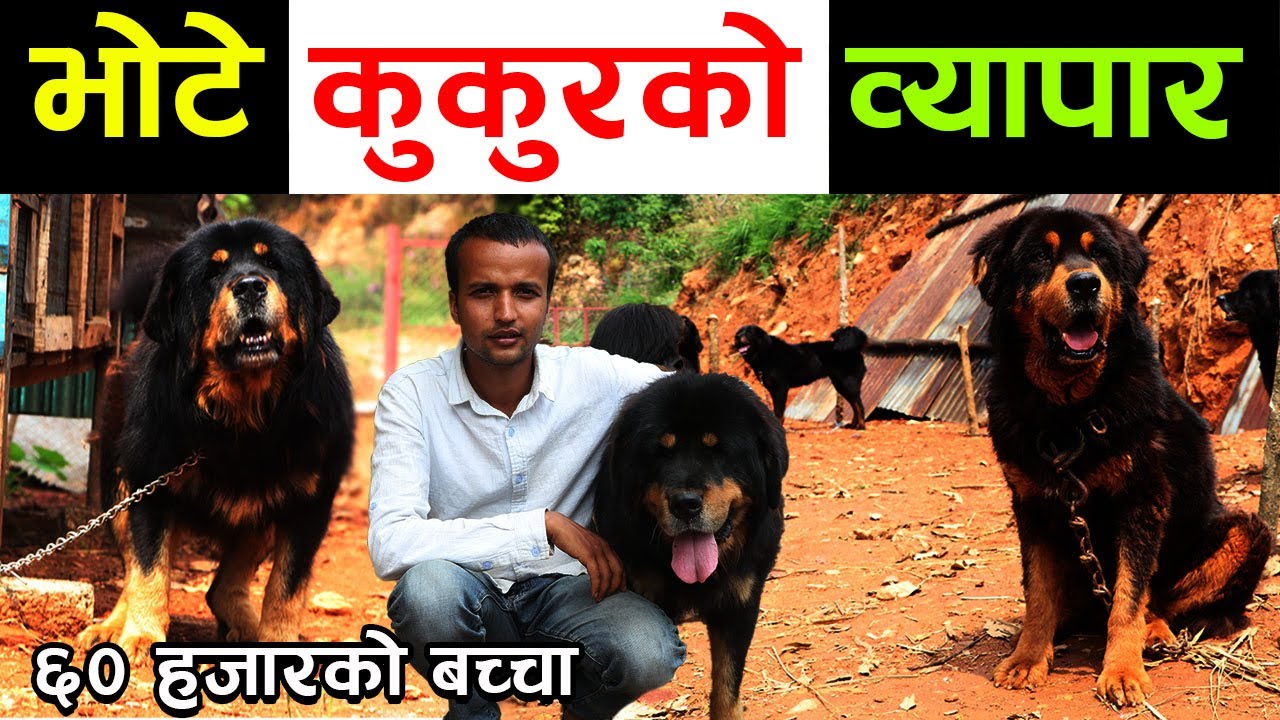 डरलाग्दो भोटे कुकुरको बच्चा चाहिए फोन गर्नु ल - ९८०२८३५१३६│Nepal Chitra