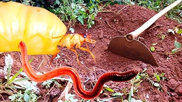 Tổ mối chúa, con mối chúa (the termite nest and the termite queen)