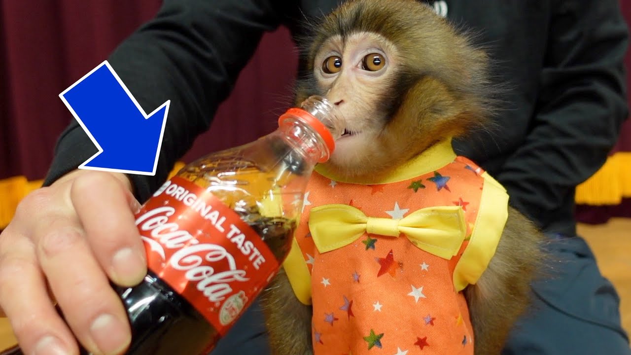 はじめて 炭酸飲料 を飲んだお猿さんの反応がおもしろい Youtube