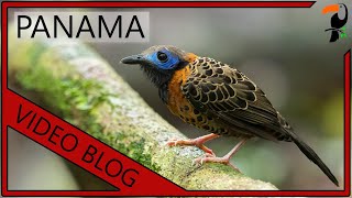 The MOST AMAZING Birds in PANAMA: A Video Blog