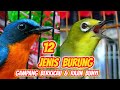 12 Jenis Burung yang Gampang Berkicau (Cocok untuk Pemula)