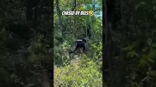 Chased By Bees