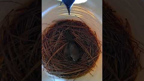 How to keep wrens out of bluebird houses