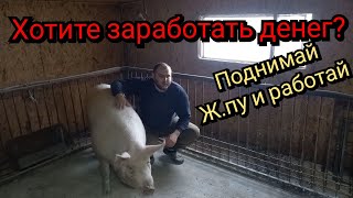 ⛔️Я ПРЕДАТЕЛЬ всех свиноводов❗️ Всё не так просто, но на своих ошибках учатся❗️Пробуй, УСПЕХ БУДЕТ❗️