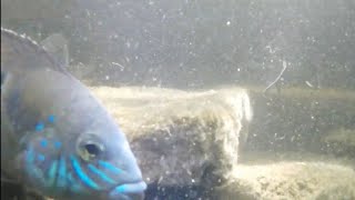 Qué Pueden Comer Los Peces De Río?