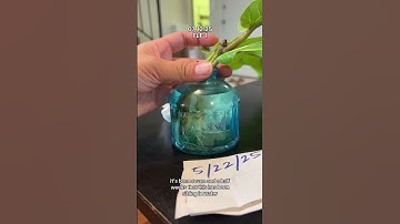 Propagating Fiddle Leaf Figs from start to finish! (+ RESULTS!)