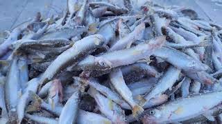 видео: Камчатка Корюшка Усть-Камчатск конец января 2024 картинка: Камчатка Корюшка Усть-Камчатск конец января 2024