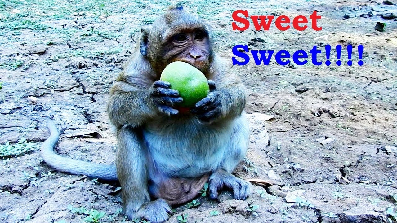 fortnite epic games Idol sweet sweet!! Sweet Pea Asks for Nature Food, didnt finished one mango