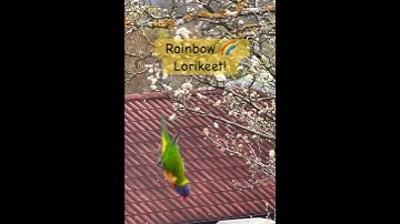 Spectacular Australian Rainbow Lorikeet Acrobatics: Nature