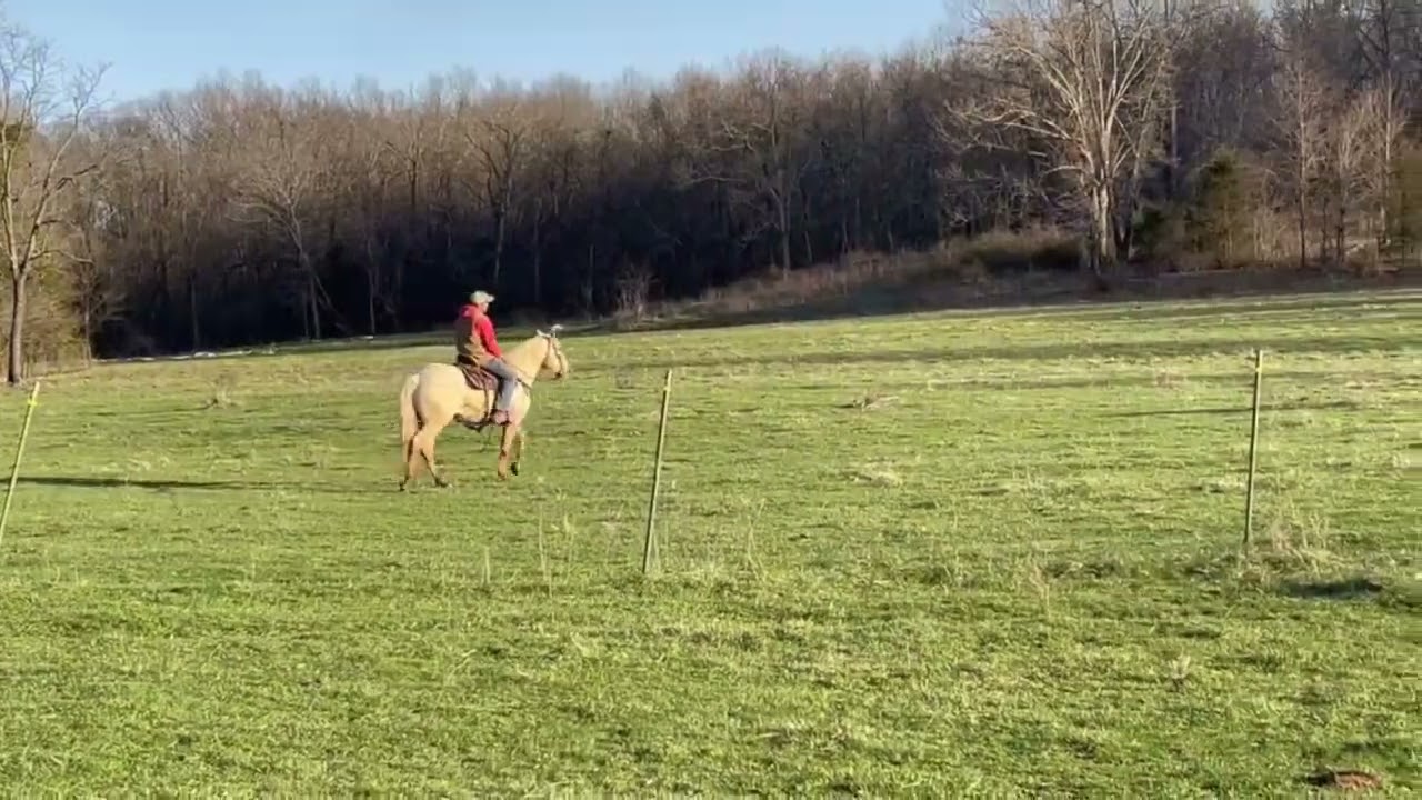 SOLD!!! SOLD!!! "SUNNY" CAN BE SEEN AT ONLINE HORSE