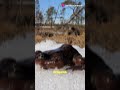 Top 5 Animals with Insane Survival Skills!