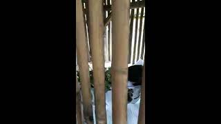 GREBEK Kandang Kelinci SMKN 1 Kuwus - Golo Welu 2