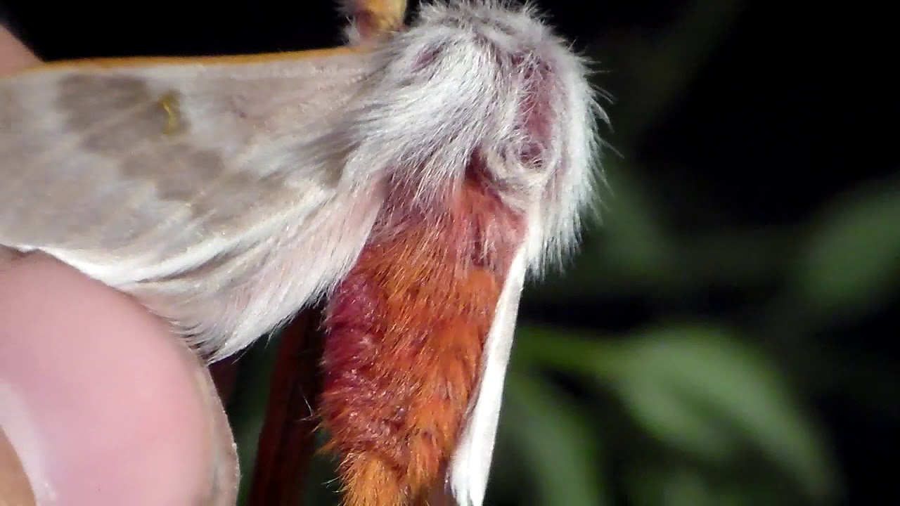 Small cutie: Hemileuca hualapai (Saturniidae) from Arizona