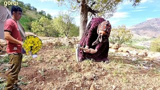 Planting hope: Nomadic woman's efforts in difficult conditions