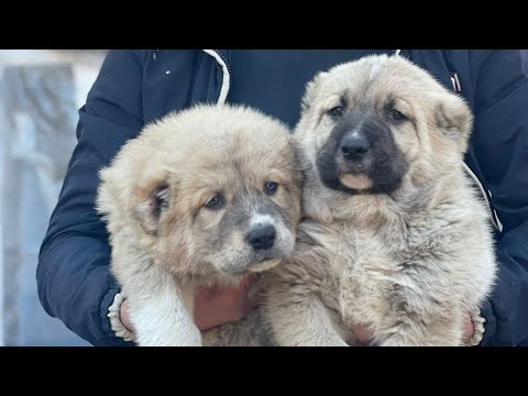 ჩვენგან ლეკვები მწყემსებს საჩუქრად / ერთად გავამრავლოთ ჩვენი ქვეყნის საგანძური / ქართული ნაგაზი