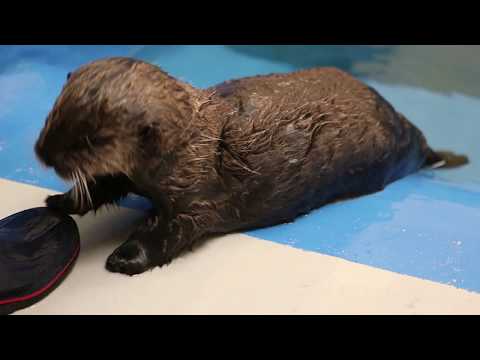 shedd-responds-to-an-otter-in-need