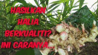 Download lagu Cara Mendapatkan Hasil Halia Berkualiti: 5 Cara Paling Mudah