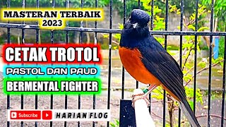 masteran murai trotol umur 1 sampai 3 bulan terbaik 2023