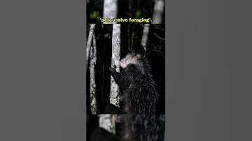 Aye-Aye | A Wonder from Madagascar