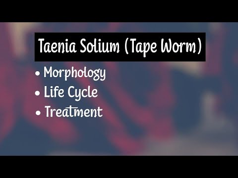 Taenia Solium, Morphology, Life Cycle, Treatment.