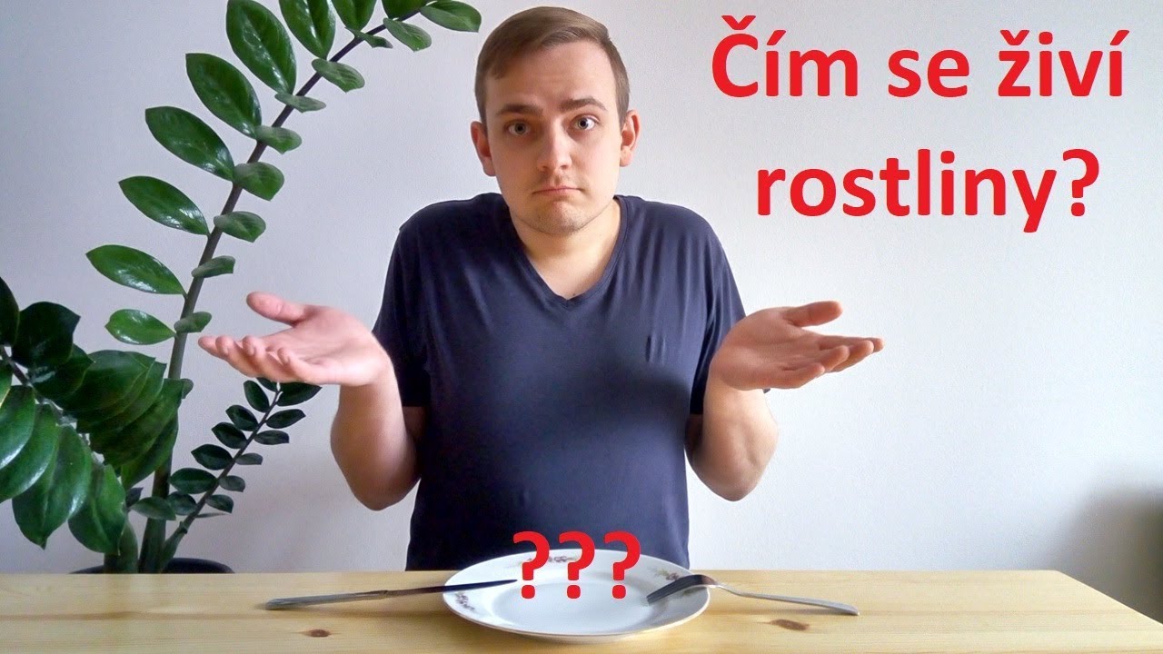 Čím se živí rostliny?