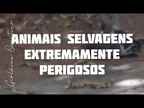 Vídeo: Cuidado: Animais Perigosos
