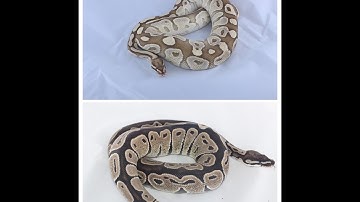 Ball Python Breeding: Vara & Reactor locked