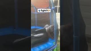 Cousins Wrestling Having