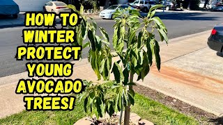 Growing Avocado Trees | Winter Protection Tips