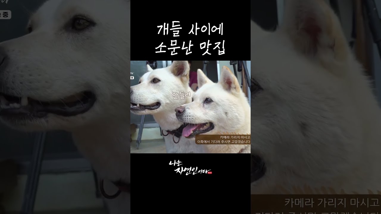 개들 사이에 소문난 맛집 #shorts