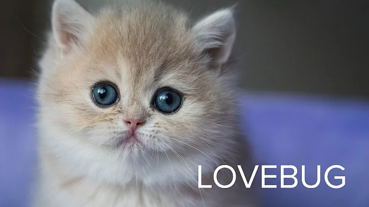 Watch the video about Precious Plush Lovebug