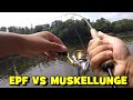 Epf vs schuylkill musky