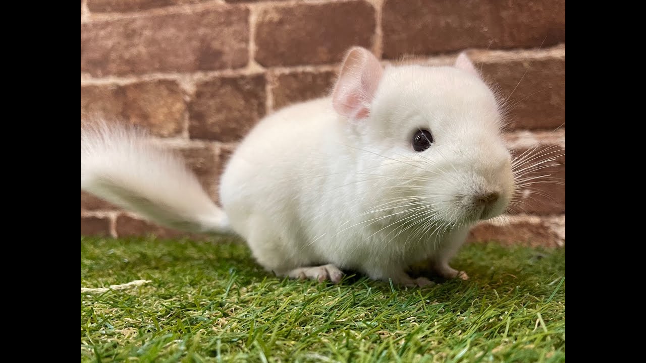 動画 とても綺麗なチンチラ ホワイトのご紹介 吉祥寺店 | 熱帯倶楽部