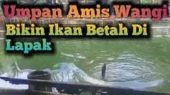 Umpan jitu ikan mas segala cuaca dan segala kondisi kolam - Durasi: 5.17. 