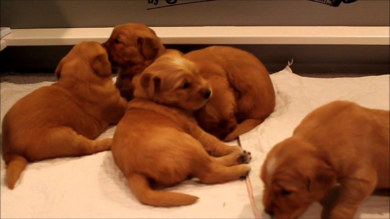 Jewel Litter 3 weeks YouTube