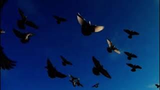 MERPATI PUTIH KARAOKE KARYA ERROS DJAROT COVER