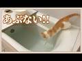 【悲報】寒さに耐えきれず風呂に飛び込む猫がこちら