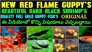 NEW VERITIES OF MY FISH FARM GOLDGUPPY,BLACK SHRIMP & RED FLAME GUPPY