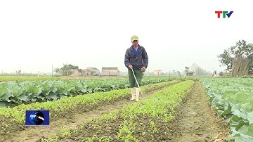(TTV) Tăng cường quản lý nhà nước về sử dụng thuốc bảo vệ thực vật trên rau màu